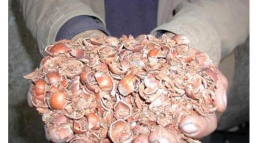 Fındık Kabuğu Fiyatı Katladı