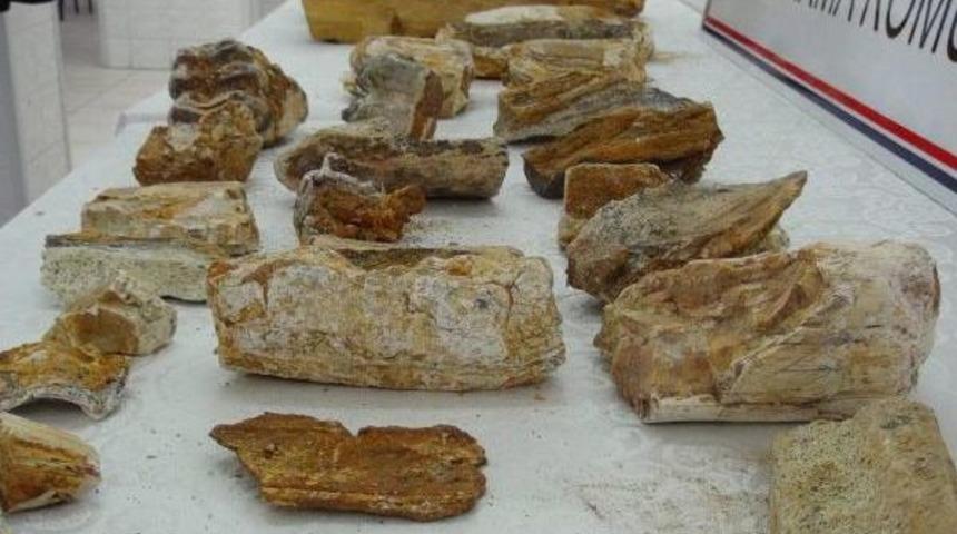Tekirdağ&rsquo;Da 31 Par&ccedil;a Dinozor Kemiği Ele Ge&ccedil;irildi