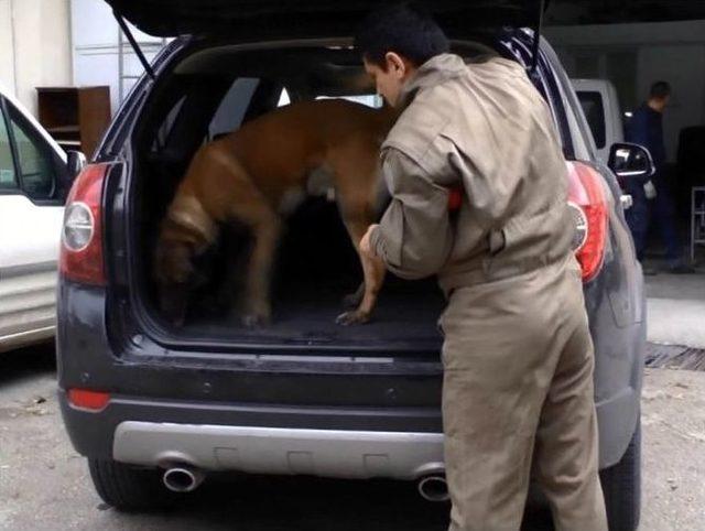 Aracından 11 Kilo Esrar &Ccedil;ıkan Şahıs Tutuklandı 1