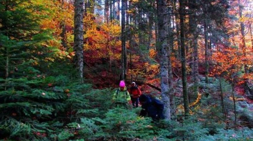 Kaz Dağı'nda 'sihirli Mantar' Bulundu