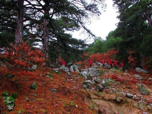 Kaz Dağı'nda 'sihirli Mantar' Bulundu