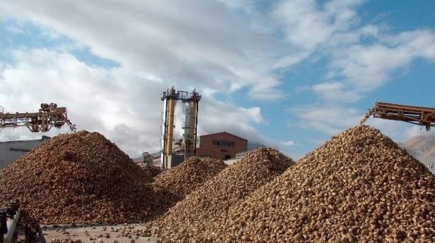 Elbistan Şeker Fabrikası 135 Bin Ton Pancar Aldı