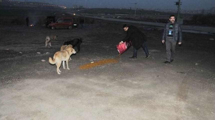 Keçiören’de Sokak Hayvanları İçin Kış Seferberliği