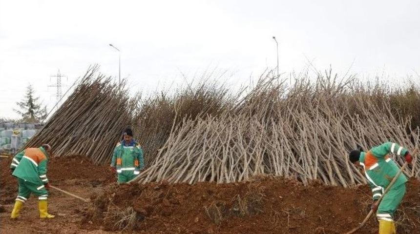 Şahinbey’den Vatandaşlara 50 Bin Fidan