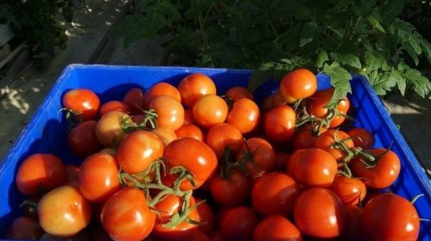 Kayseri Şeker&rsquo;in Serasında Domates Hasadına Başlandı