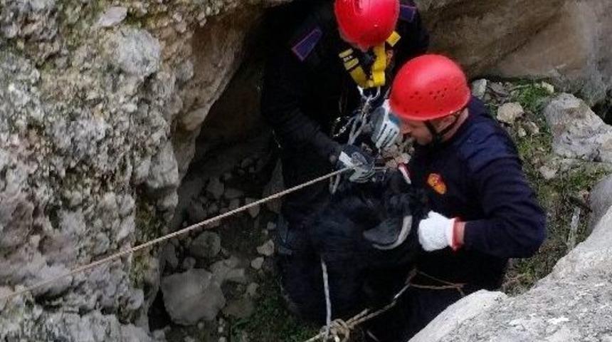 Ke&ccedil;i Kurtarma Operasyonu