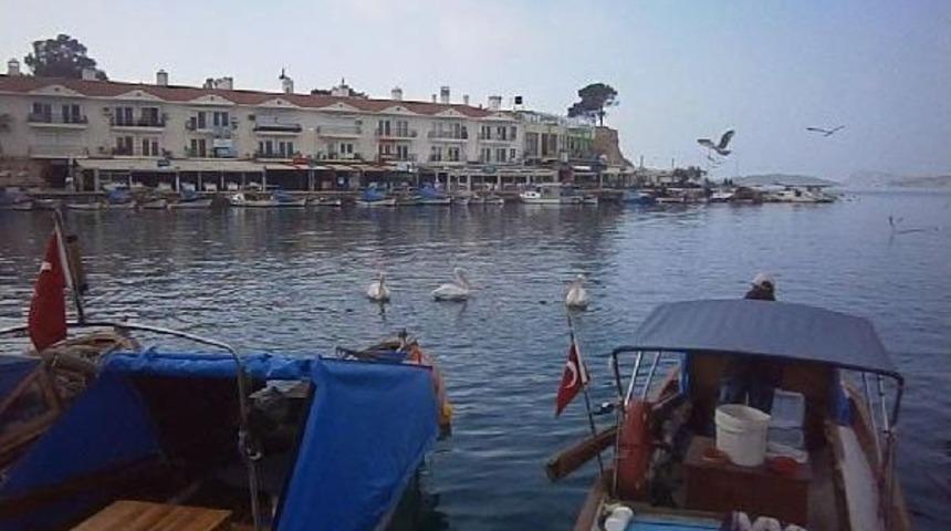 Pelikanlar Fo&ccedil;a'yı Sevdi