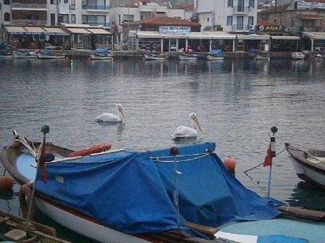 Pelikanlar Foça'yı Sevdi