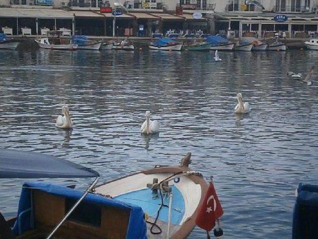 Pelikanlar Foça'yı Sevdi