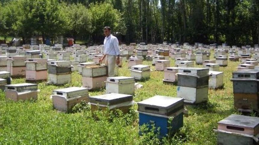 Arı S&uuml;t&uuml;n&uuml;n Kilosu 3-5 Bin Lira