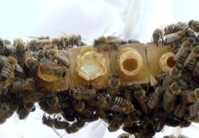 Arı S&uuml;t&uuml;n&uuml;n Kilosu 3-5 Bin Lira 2