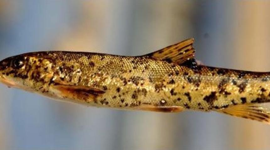 Erciş Bıyıklısı'nın Nesli Tehlikede