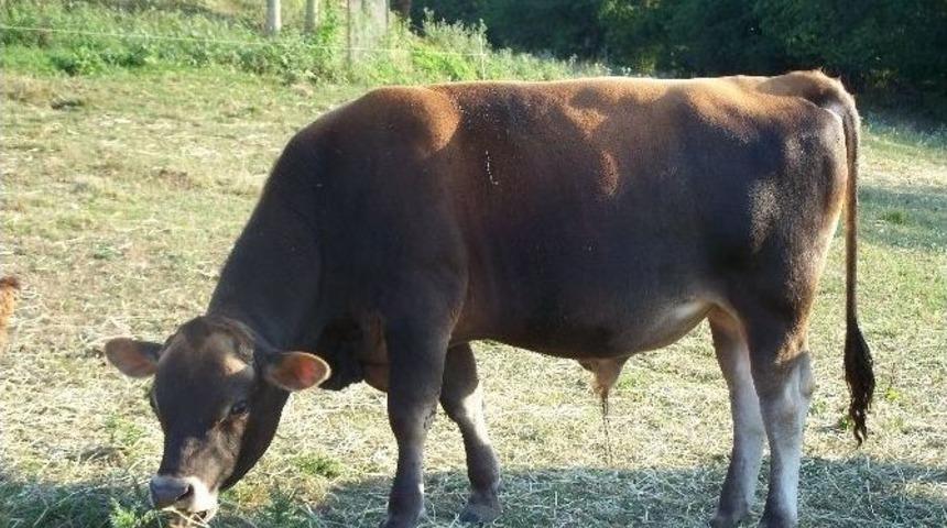 Ordu&rsquo;da S&uuml;t Verimi D&uuml;şt&uuml;