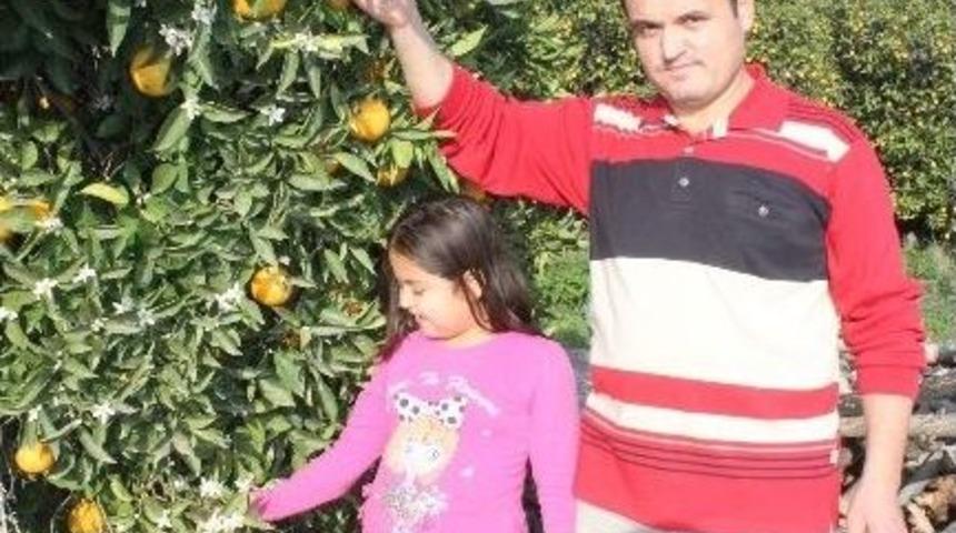 Antalya&rsquo;da Portakal Ağa&ccedil;ları &Ccedil;i&ccedil;ek A&ccedil;tı