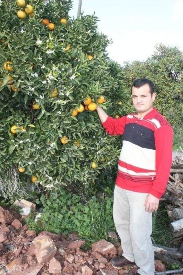 Antalya&rsquo;da Portakal Ağa&ccedil;ları &Ccedil;i&ccedil;ek A&ccedil;tı 2