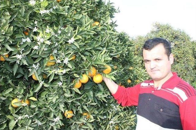 Antalya&rsquo;da Portakal Ağa&ccedil;ları &Ccedil;i&ccedil;ek A&ccedil;tı 3