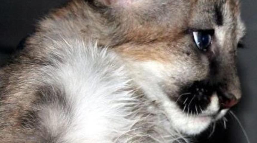 Yavru Pumaların Aşıları Devam Ediyor