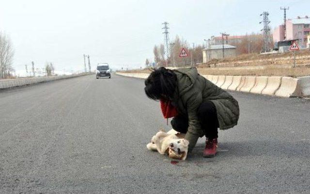 Yavru K&ouml;pek, Yaralı K&ouml;peğin Başında Bekledi 3