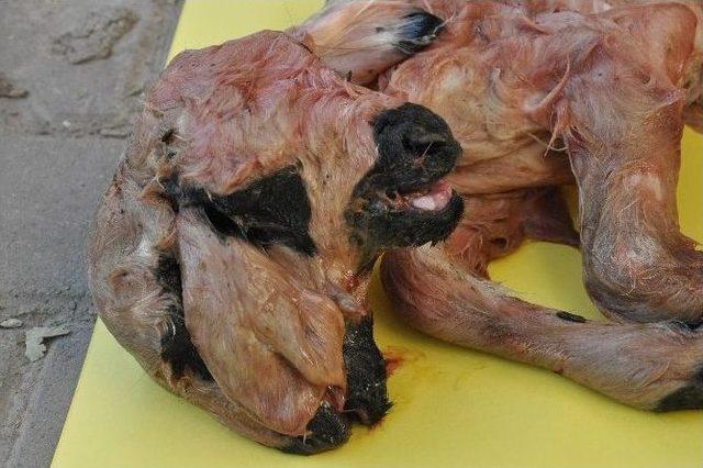 Siverek&rsquo;te &Ccedil;ift Başlı Kuzu G&ouml;renleri Şaşırttı 1