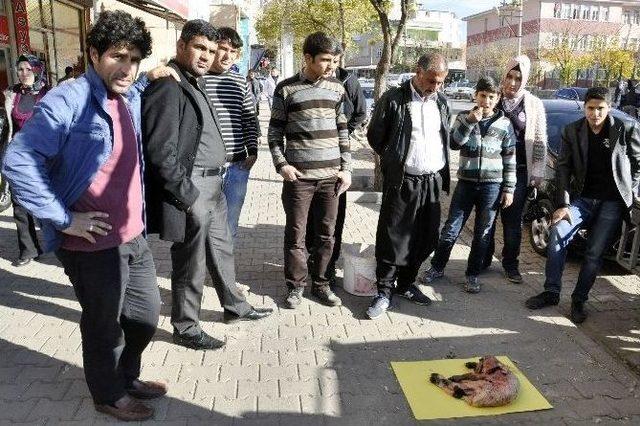 Siverek&rsquo;te &Ccedil;ift Başlı Kuzu G&ouml;renleri Şaşırttı 2