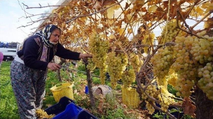 Sarıg&ouml;l&rsquo;de Aralık Ayında Turfanda &Uuml;z&uuml;m Kesimi