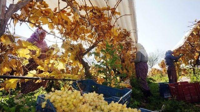 Sarıgöl’de Aralık Ayında Turfanda Üzüm Kesimi