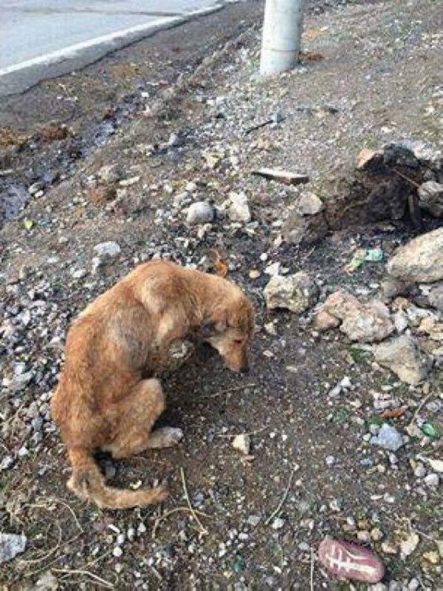 Şırnak'ta 2 Gün Süren Köpek Kurtarma Operasyonu