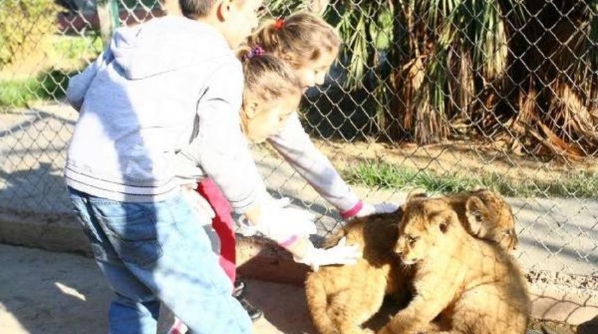 Darıcalı Yavru &Uuml;&ccedil;&uuml;z Aslanlara İsim Aranıyor