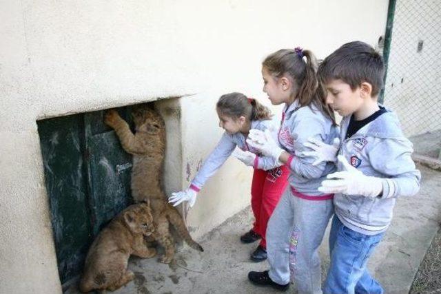 Darıcalı Yavru Üçüz Aslanlara İsim Aranıyor