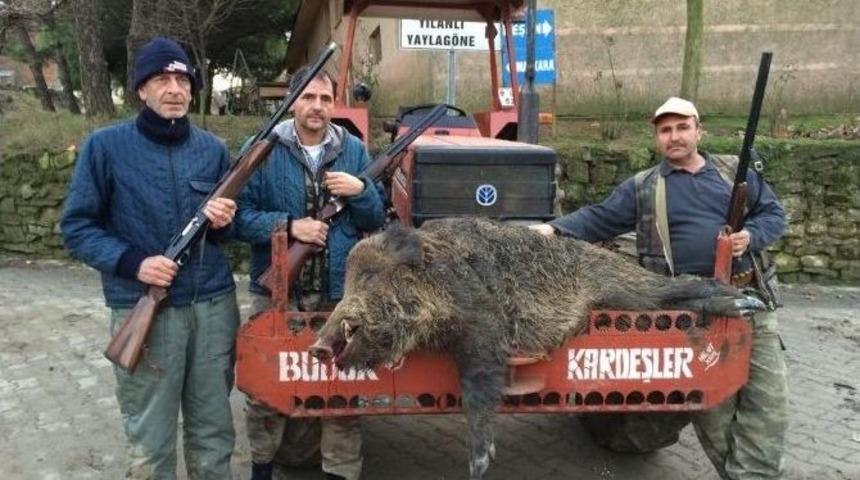 Köye İnen Yabani Domuz Tüfekle Vuruldu