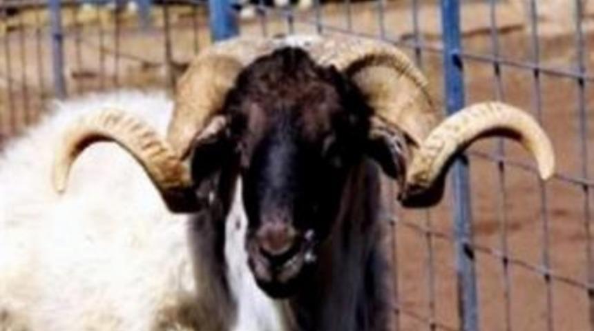 Aydın&rsquo;da T&uuml;r&uuml;ne Sahip &Ccedil;ıkan &Ccedil;ift&ccedil;iler Destekleniyor