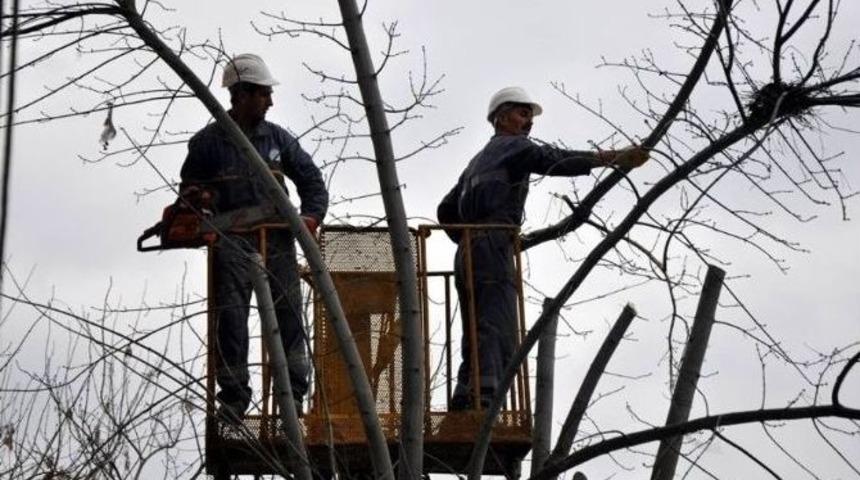 Tekirdağ’da Ağaçlara Kış Bakımı