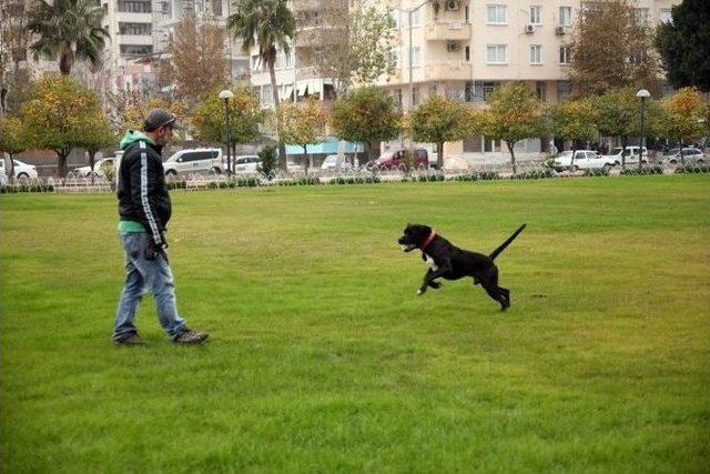 K&ouml;peğine Eziyet Değil Antrenman Yaptırmış 1