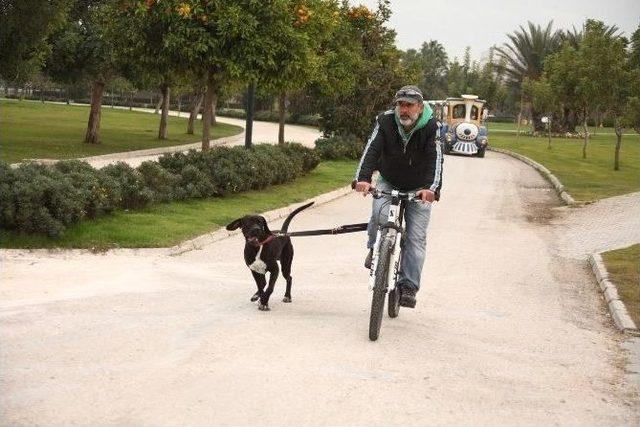 K&ouml;peğine Eziyet Değil Antrenman Yaptırmış 2