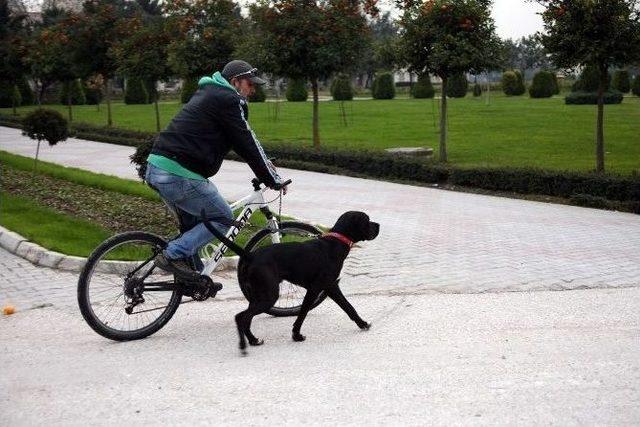 K&ouml;peğine Eziyet Değil Antrenman Yaptırmış 3