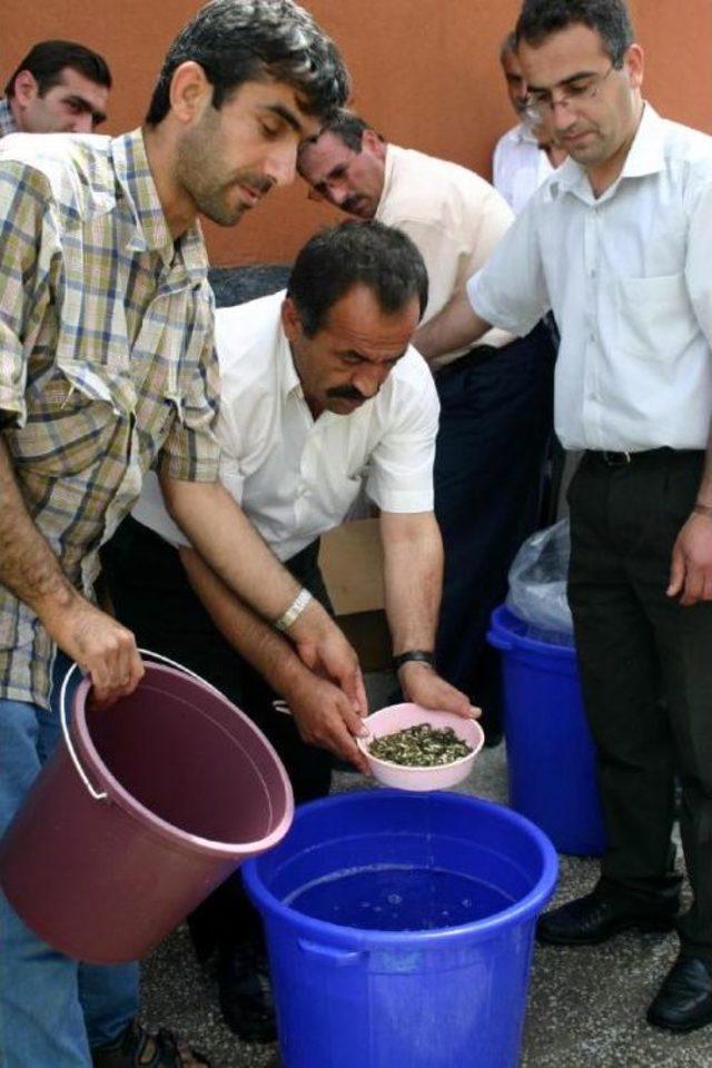 Balıkçılık, Orta Anadolu'da Sektör Oldu