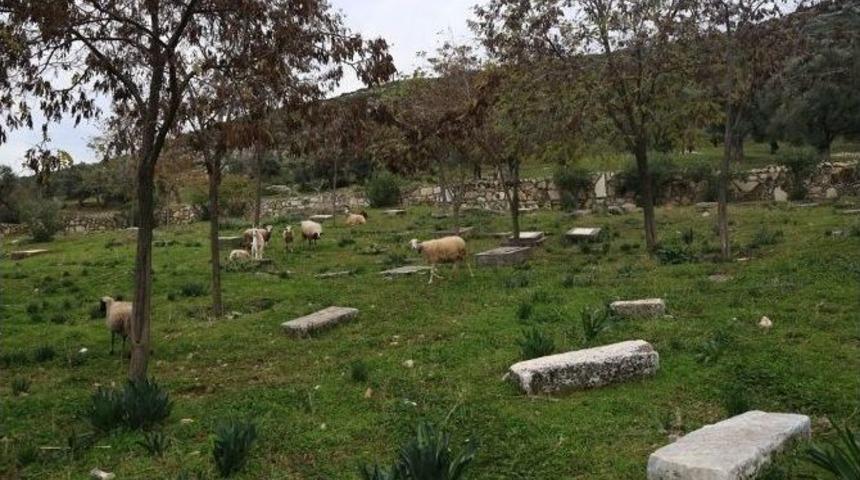 Yahudi Mezarlığında Koyunlar Otluyor