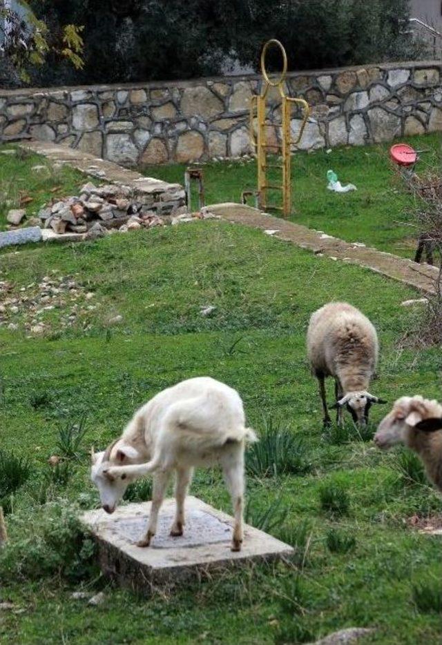 Yahudi Mezarlığında Koyunlar Otluyor