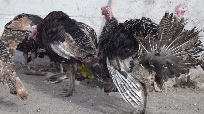 Yılbaşı Hindileri G&ouml;r&uuml;c&uuml;ye &Ccedil;ıktı