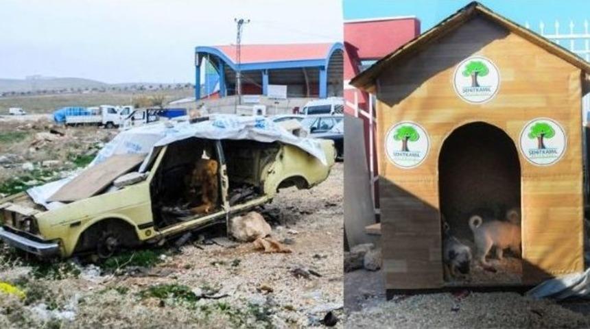 Şehitkamil&rsquo;den Anne Ve Yavru K&ouml;peklere Şefkat Eli