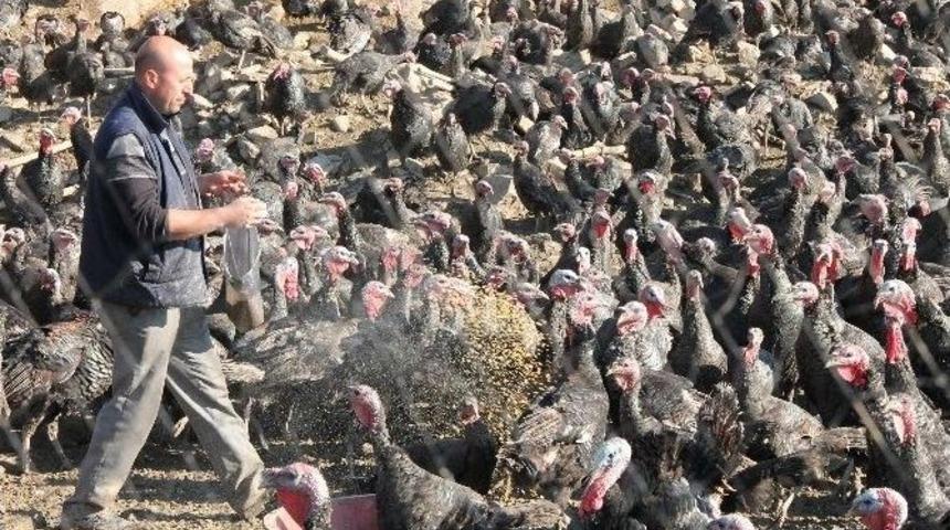 Yılbaşına G&uuml;nler Kala Hindiler Satışa &Ccedil;ıktı