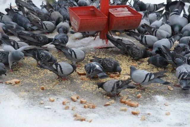 Sokak Hayvanlarına Ve Kuşlara Belediyeden Gıda Desteği