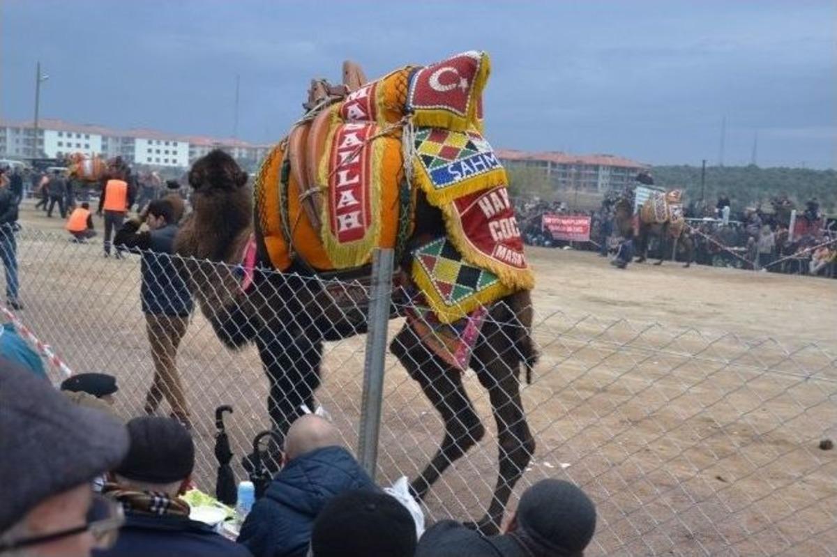 Ayvalık&rsquo; Ta Deve G&uuml;reşleri Coşkusu