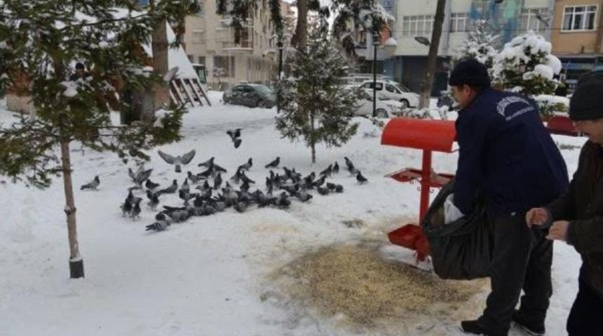 Sokak Hayvanlarına Ve Kuşlara Belediyeden Yem Desteği
