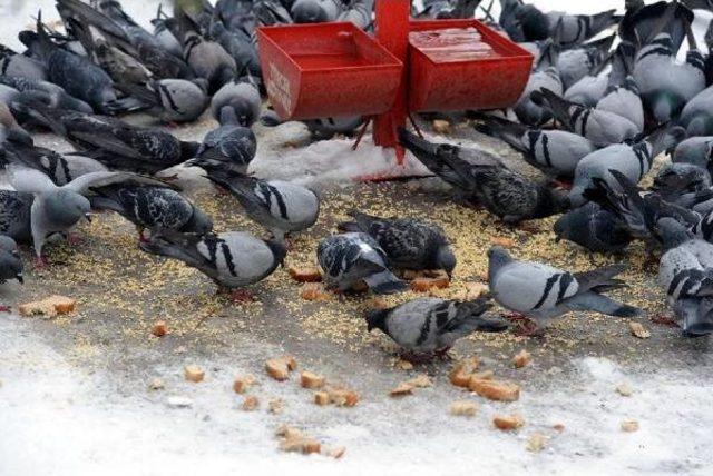 Sokak Hayvanlarına Ve Kuşlara Belediyeden Yem Desteği
