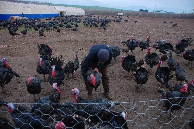 Adıyaman’da, Yılbaşı Öncesi Canlılığı Başladı