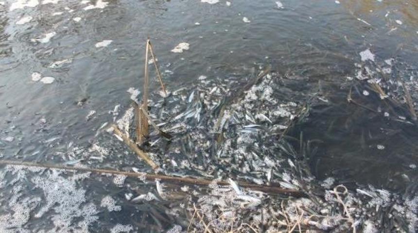 Manyas&rsquo;Ta Toplu Balık &Ouml;l&uuml;mleri G&ouml;r&uuml;ld&uuml;