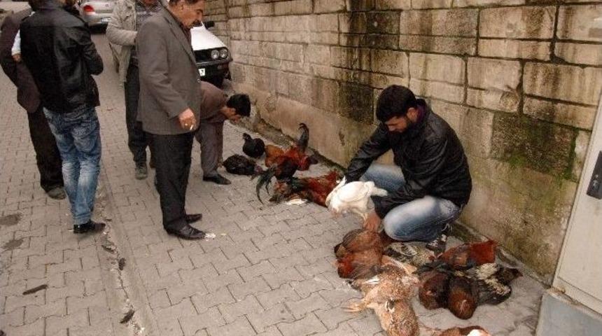 Hindi Alamayanlar Tavuk Ve Horoz Alıyor