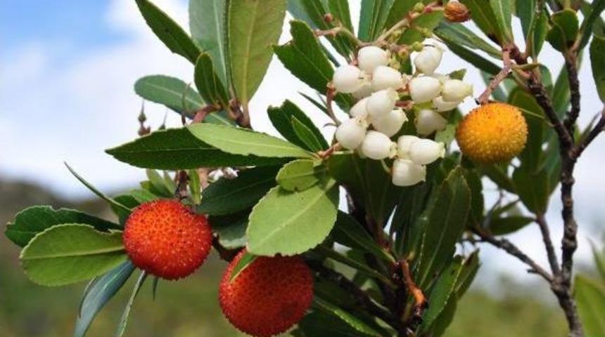 Aynı Dalda Hem Meyve Hem De &Ccedil;i&ccedil;ek