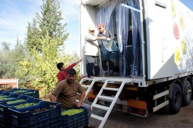 Gezici Fabrikayla Zeytinin Gen Haritası Çıkartılıyor